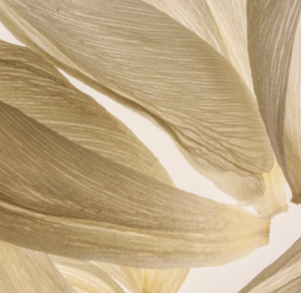 "Better a needle in the side of a friend than his echo."