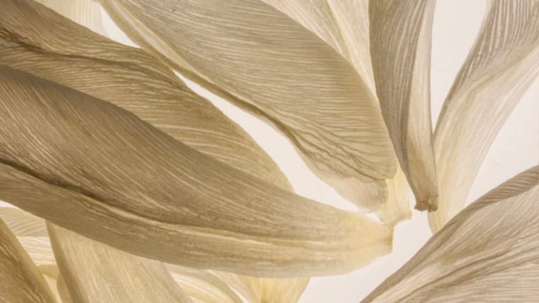 "Better a needle in the side of a friend than his echo."