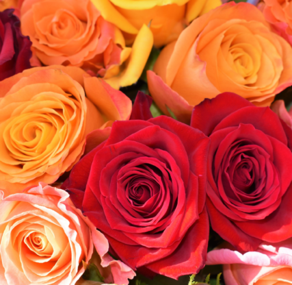 The friendship is the instrument by which God reveals to each of us the beauties of others.